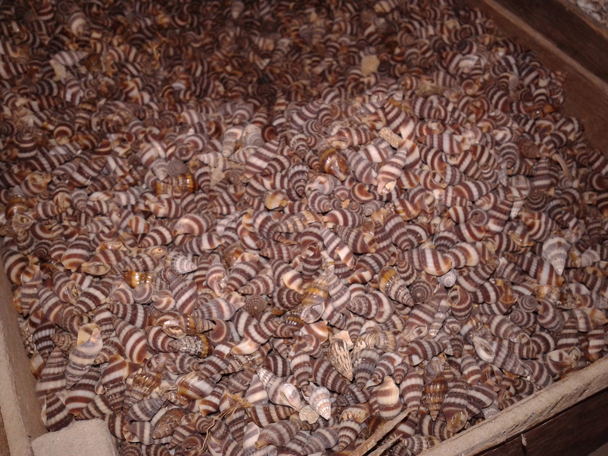 เปลือกหอยตูดผึ้งชั่งกิโล