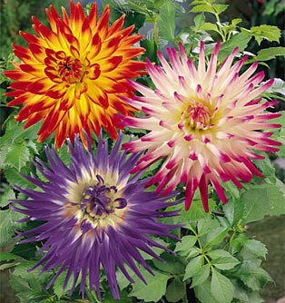 รักเร่แคคตัสคละสี - Mixed Cactus Dahlia 10 เมล็ด