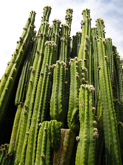 กระบองเพชรซานเปโดร - San Pedro Cactus (Echinopsis pachanoi)