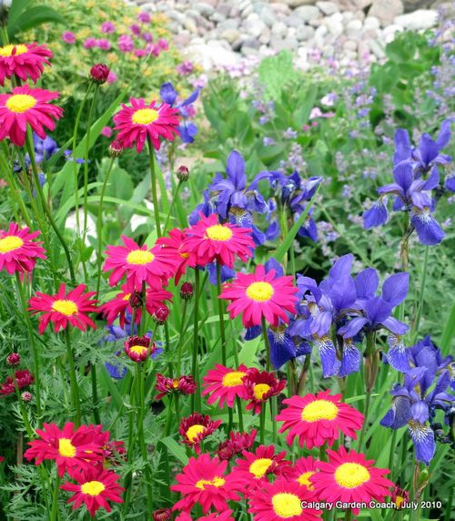 ไพรีทรัมคละสี - Mixed Pyrethrum (ไล่แมลง)