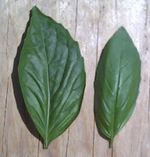 โหระพาอิตาลีใบใหญ่ - Large Leaf Italian Basil