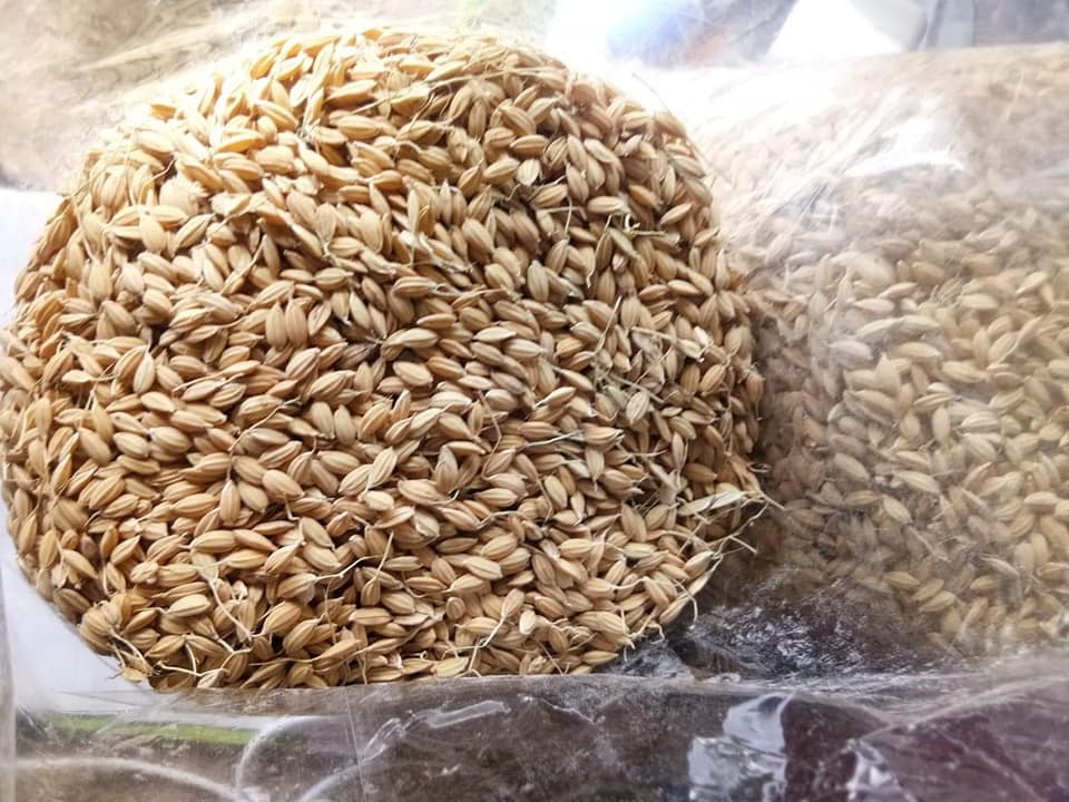 ข้าวญี่ปุ่นโคชิฮิคาริ - Koshihikari Japanese Rice