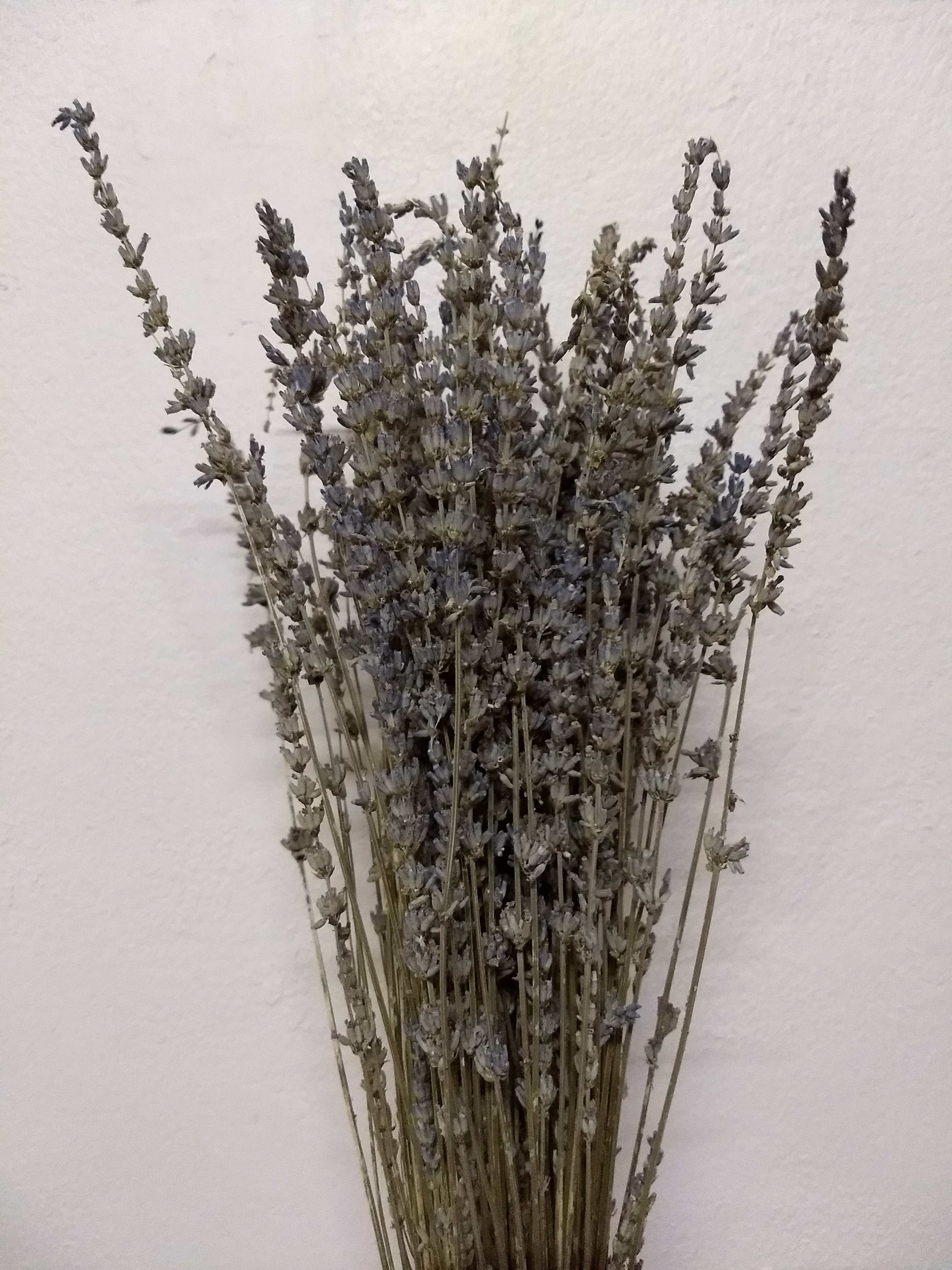 ช่อดอกลาเวนเดอร์ฝรั่งเศสแห้ง - Dried French Lavender 100 ก้าน