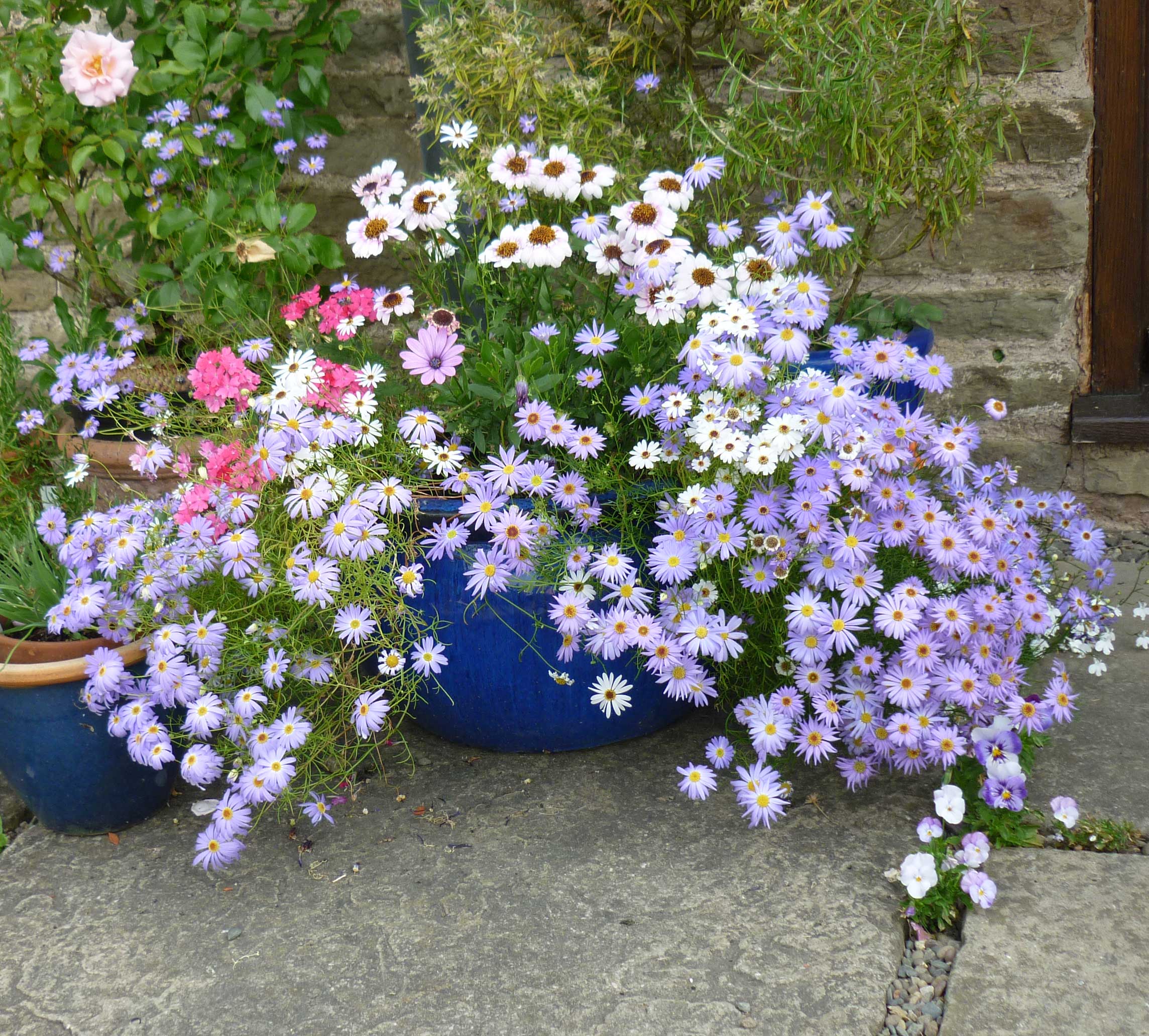 เดซี่สวอนริเวอร์คละสี - Mixed Swan river Daisy