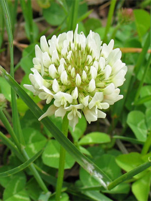 โคลเวอร์ดัชสีขาว - White Dutch Clover (ตำนานโคลเวอร์ 4 แฉก)