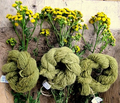 แทนซี - Tansy