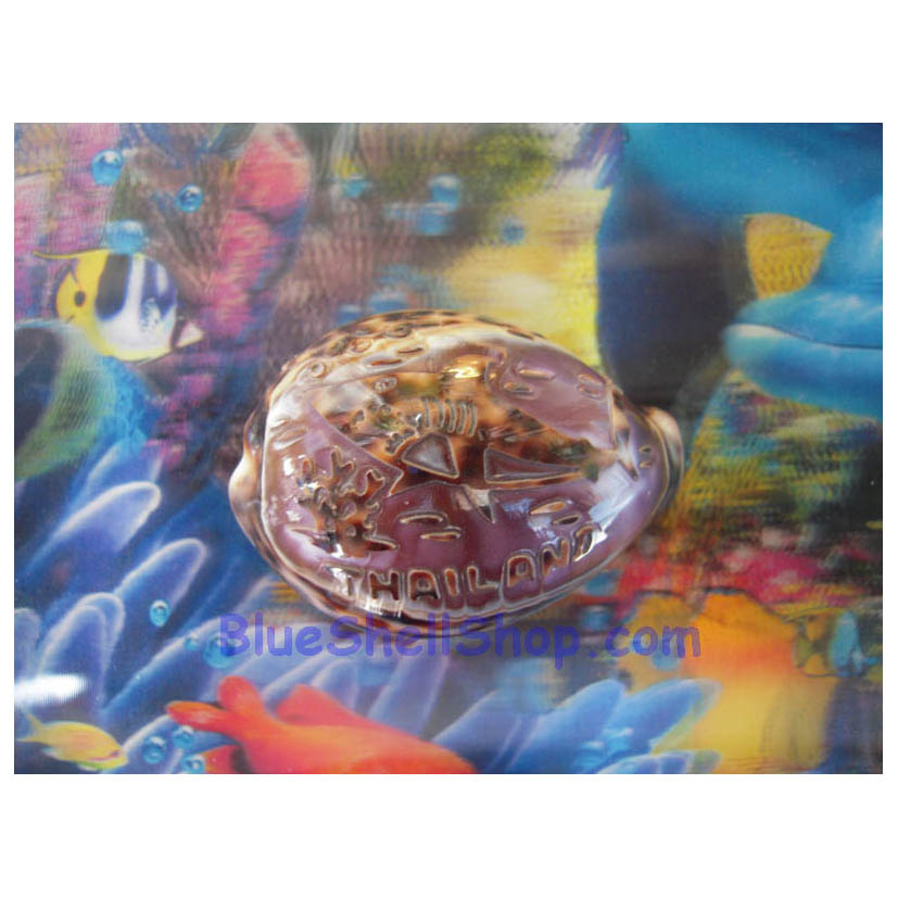 หอยเบี้ยลายม้าน้ำ