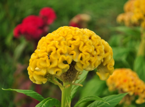 หงอนไก่สีเหลือง - Yellow Cockscomb
