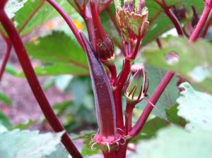 กระเจี๊ยบมอญสีแดง - Burgundy Okra