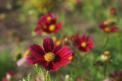 ดาวกระจายสีแดง - Red Dazzler Cosmos