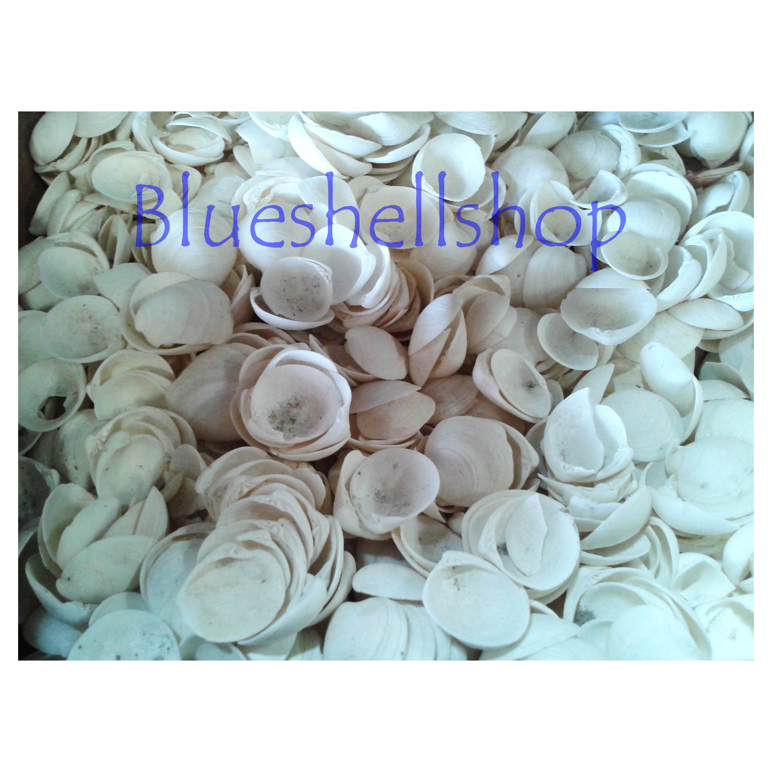 หอยหัวนกชั่งกิโล