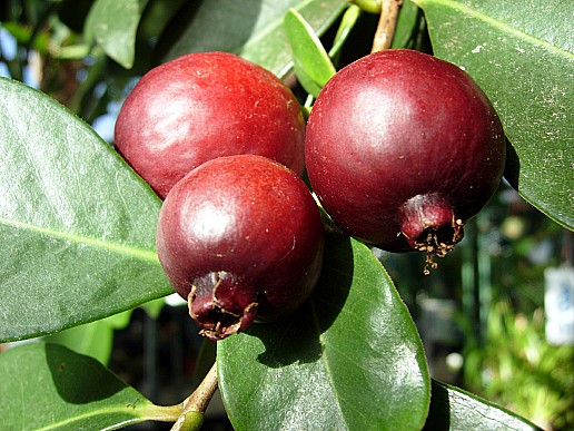 ฝรั่งสตรอเบอรี่สีแดง - Red Strawberry Guava
