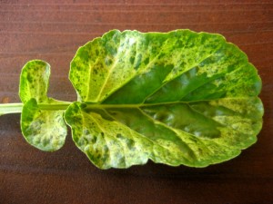 เครสใบด่าง - Variegated Cress