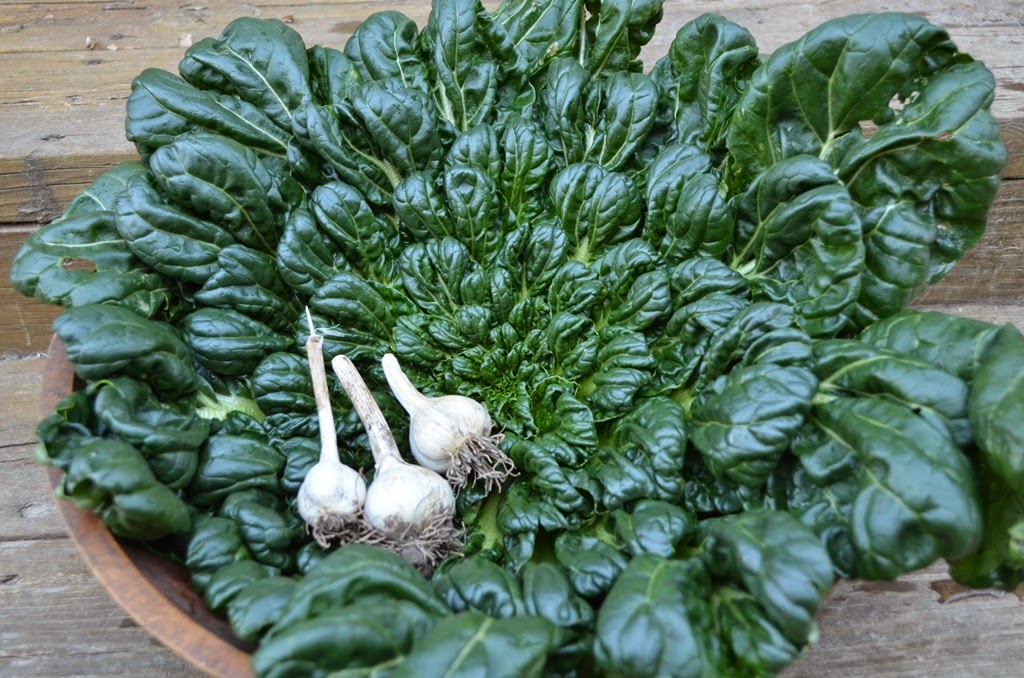 กวางตุ้งแทตฉ่อย - Tat Soi Chinese Cabbage