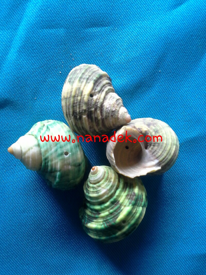 เปลือกหอยชั่งกิโลหอยตุ๊กแก