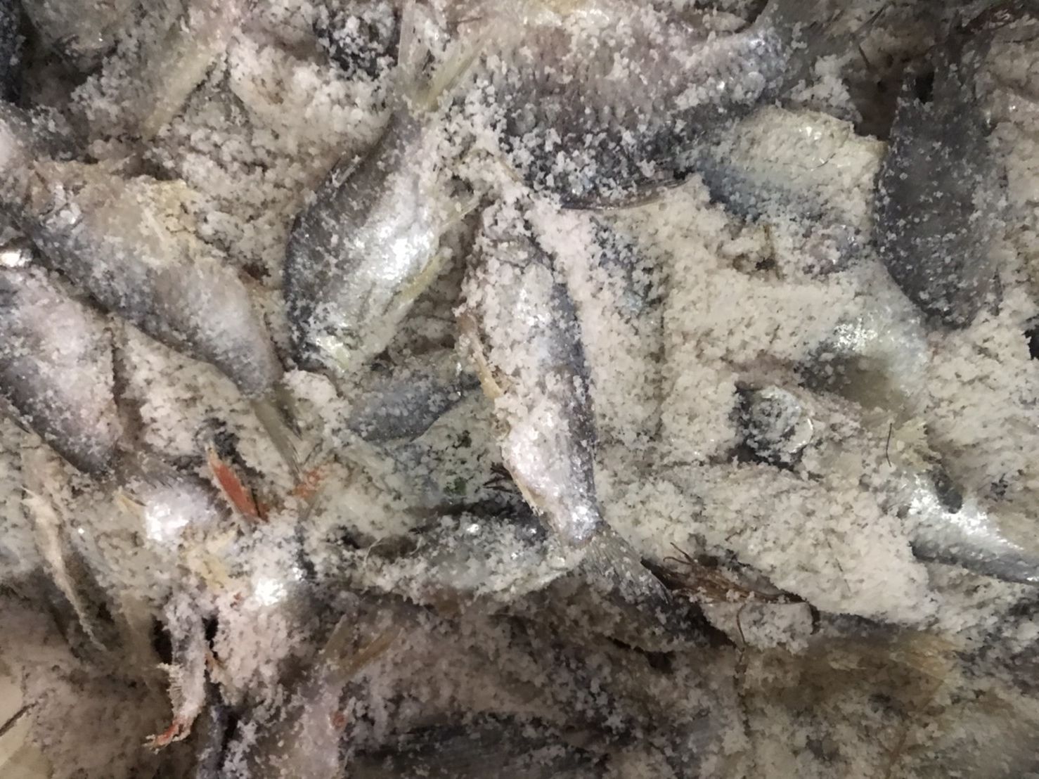 ปลาหมักเกลือ ปลาเน่า น้ำหนัก 500 กรัม ပႃႇၸႃႇ - ပႃႇၸႃႇၶမ်းၵႅတ်းသေ ปลาหมักสูตรไทยใหญ่ Fermented Fish - Burmese Style Pickled Fish ปลาเน่า ปลาเน่าเกเซ นำไปประกอบอาหารได้หลากหลายชนิด รับประกันความอร่อย