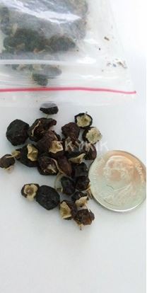 โกจิเบอร์รี่สีดำ - Black Goji berry