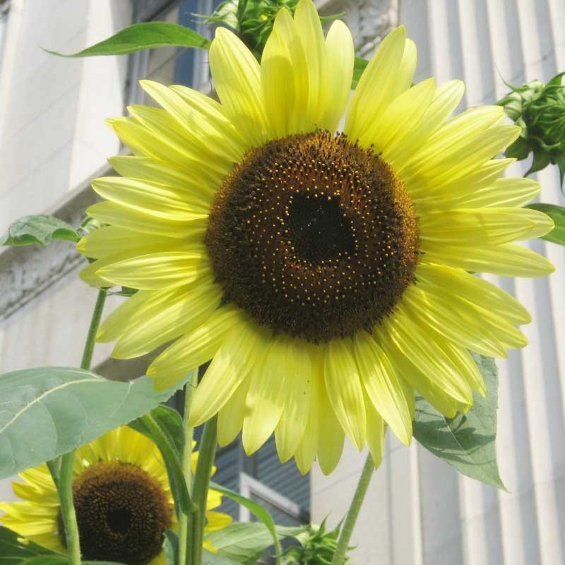 ทานตะวันเลม่อนควีน - Lemon Queen Sunflower