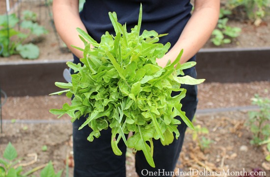 ผักสลัดใบโอ๊ค - Oakleaf Lettuce