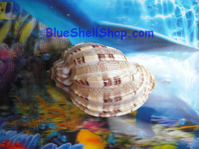 หอยมะเฟือง