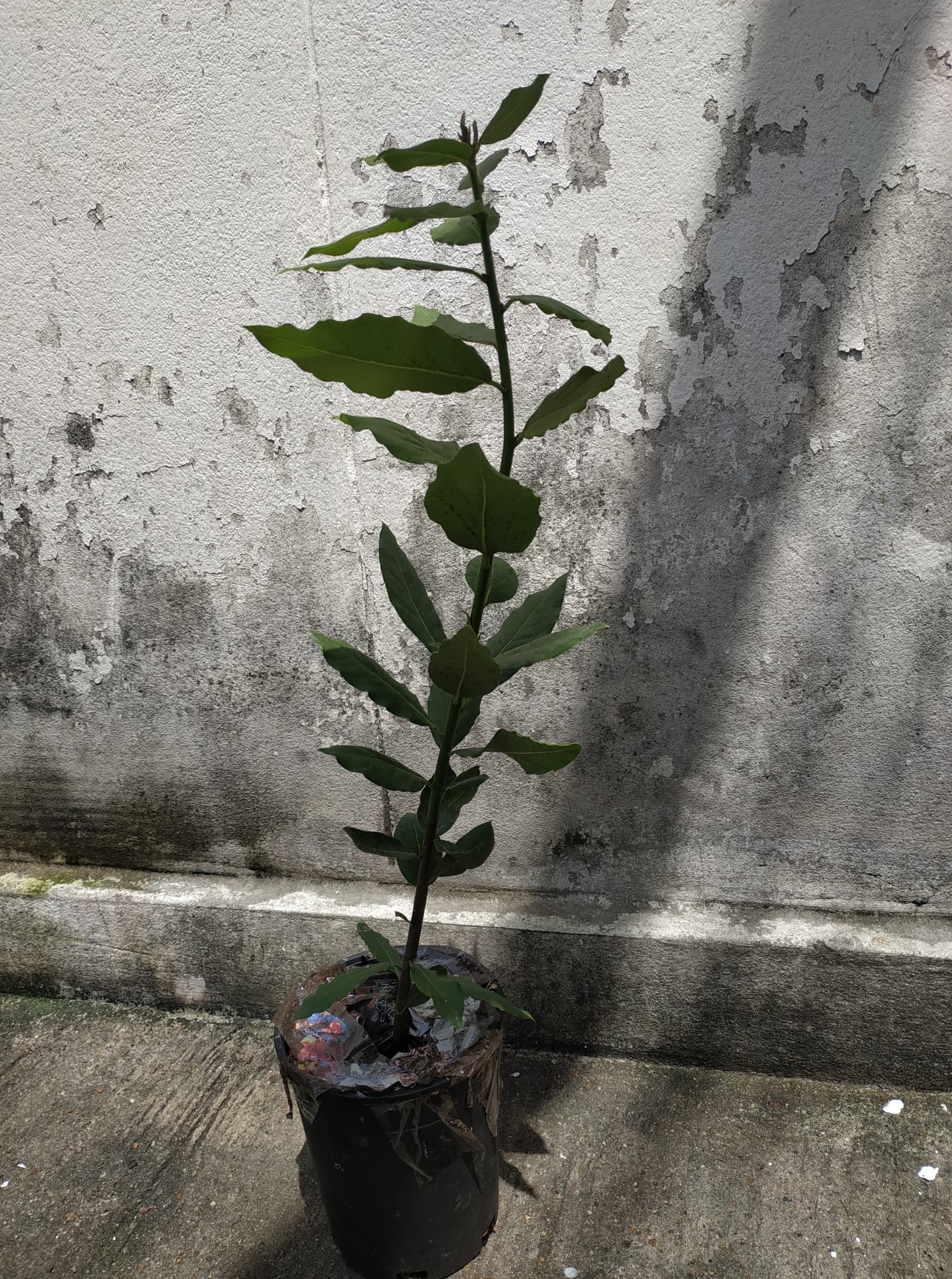 ต้นกระวาน - Bay leaf (Laurus nobilis)