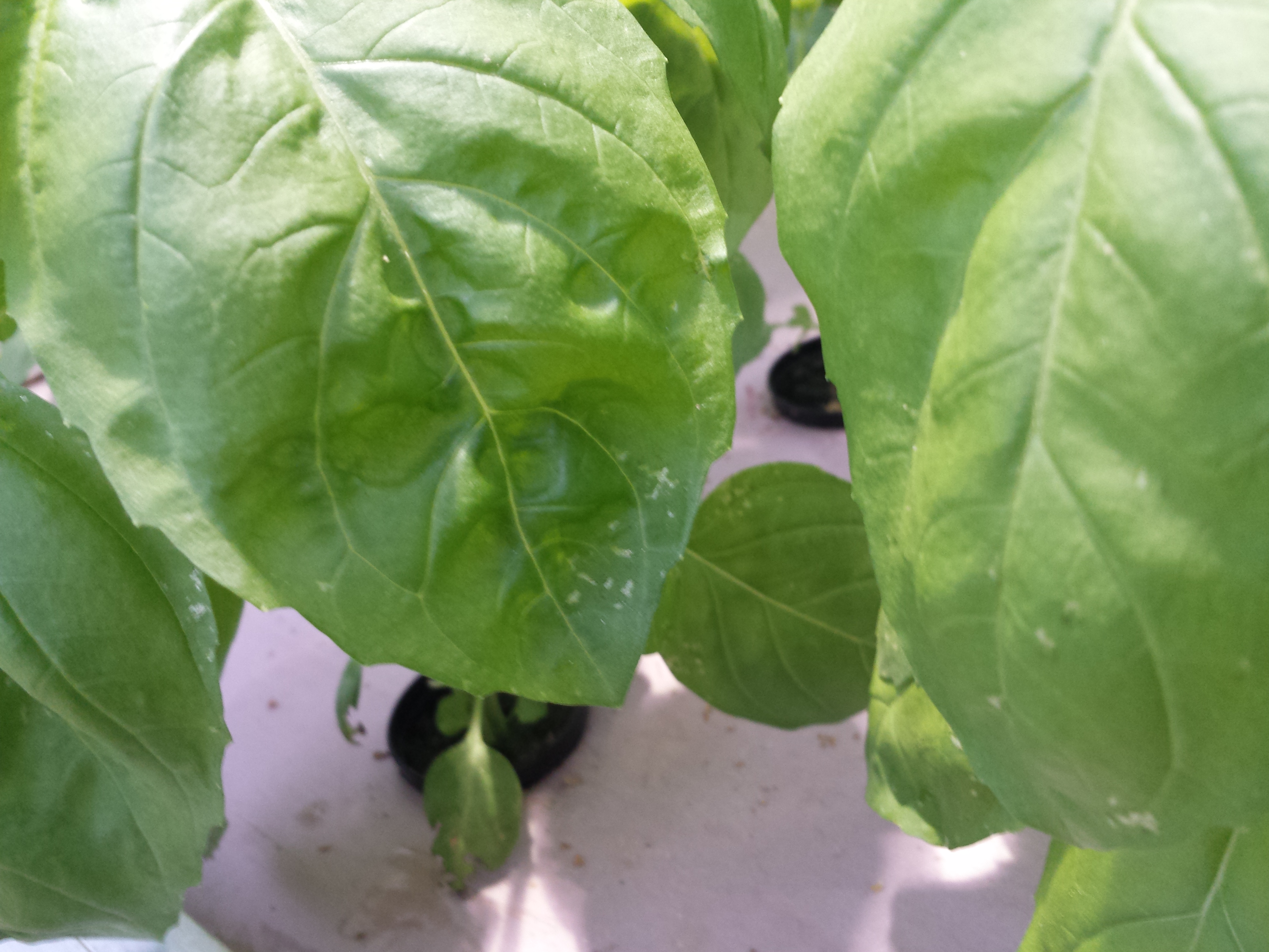 โหระพานูฟาร์ไฮบริด (ใบใหญ่) - Nufar Hybrid Basil