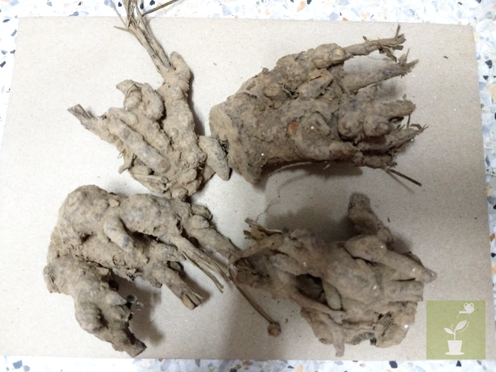 รากโบตั๋นสีชมพู - Pink Peony Root