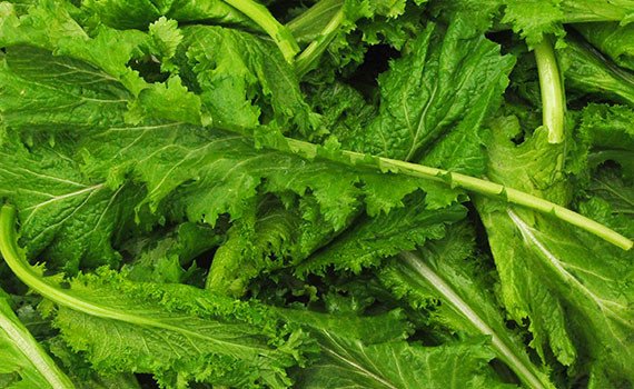 มัสตาร์ดเขียวใบหยิก - Southern Giant Curled Mustard