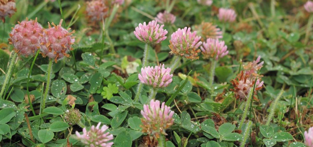 โคลเวอร์สตรอว์เบอร์รีปาเลสไตน์ - Strawberry Palestine Clover