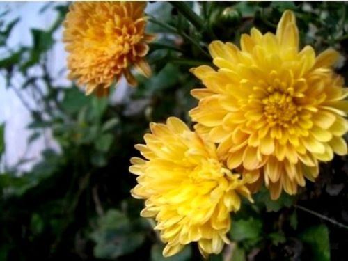 เก๊กฮวยเหลือง - Chrysanthemum morifolium