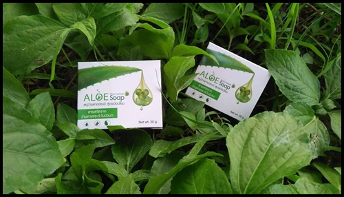 สบู่ว่านหางจระเข้ ใบบัวบก คุณลำไย Aloe Soap By KhunLamyai