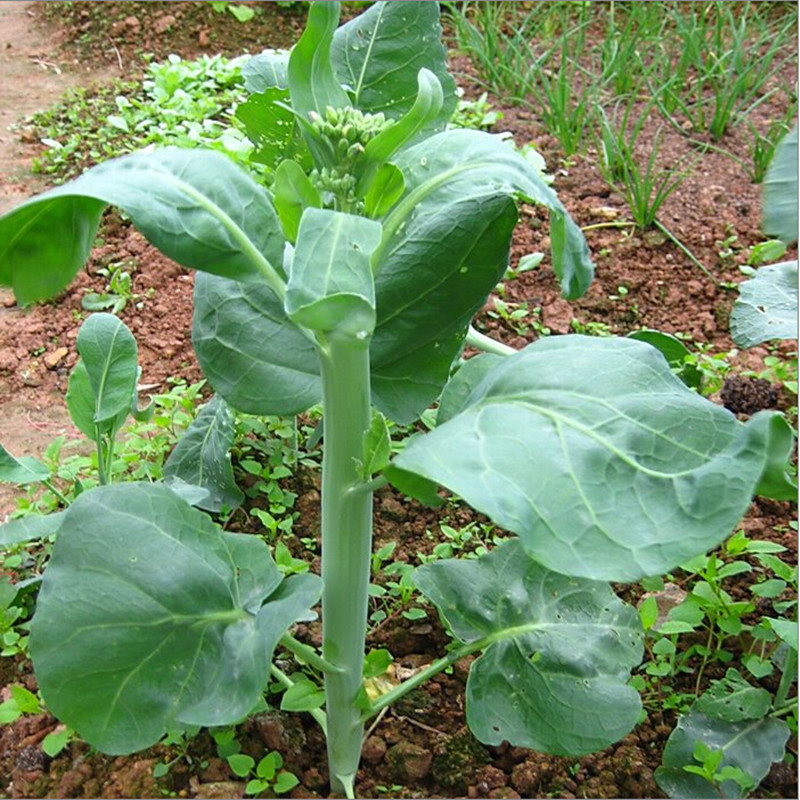 คะน้า - Chinese Kale