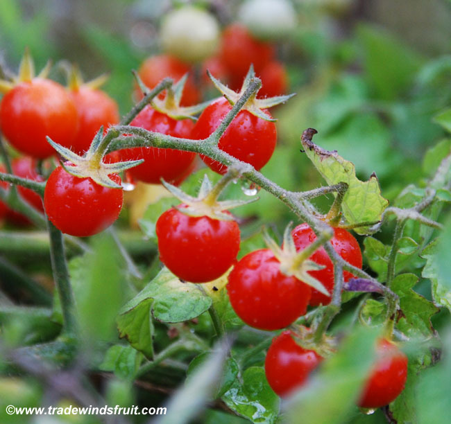 มะเขือเทศเคอเร้นท์สีแดง - Red Currant Tomato