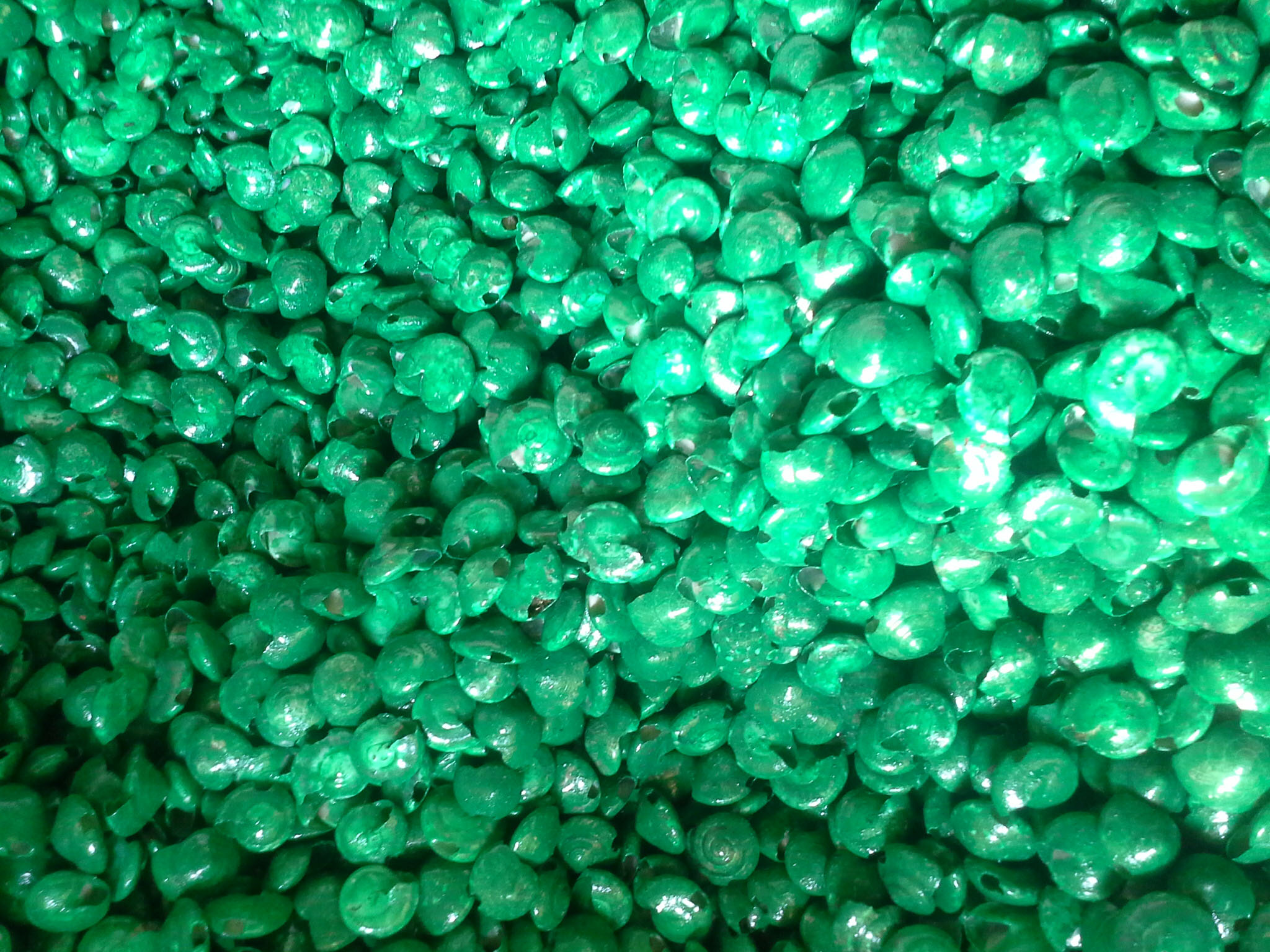 หอยทับทิมสีเขียวชั่งกิโล