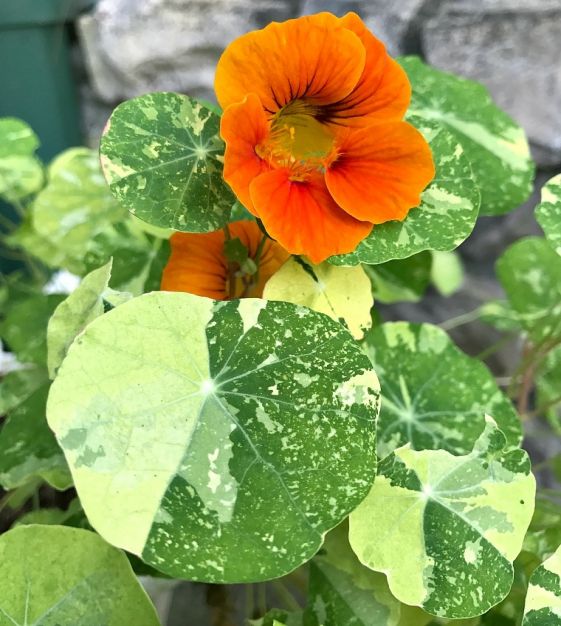 นัซเทอร์เที่ยมใบด่างคละสี (ดอก ใบ ทานได้) - Mixed Alaska Nasturtium (Tropaeolum nanum)