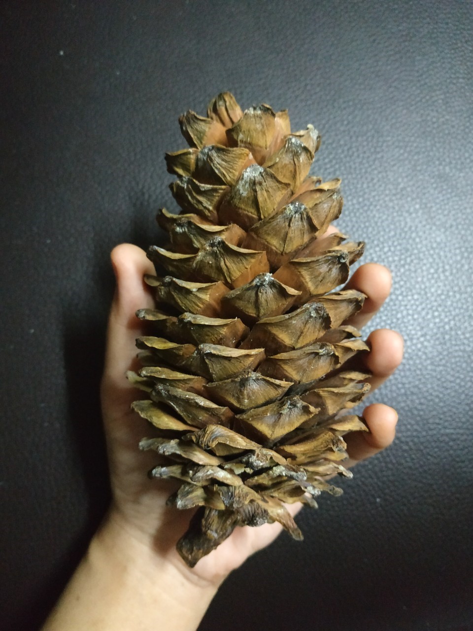 ลูกสนแห้งผลใหญ่ (นำเข้า) - Dried Giant Pine Cone 1 ลูก (ขนาดความสูง 12-16 ซม.)