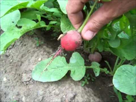 แรดิชเชอรี่เบลล์ - Cherry Belle Radish