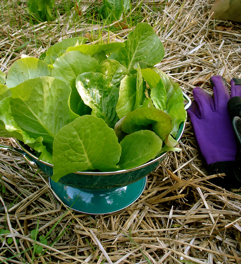 ผักสลัดคอส - Cos Lettuce