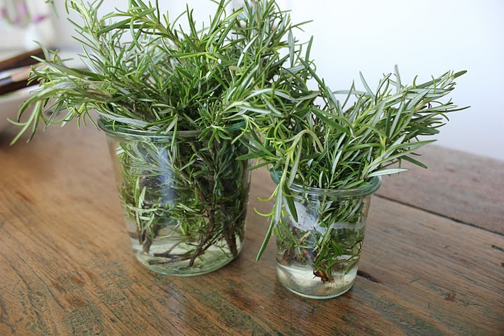 โรสแมรี่ - Rosemary