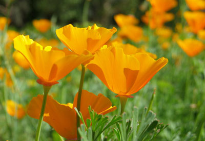 ป๊อปปี้แคลิฟอร์เนียคละสี - Mixed California Poppy