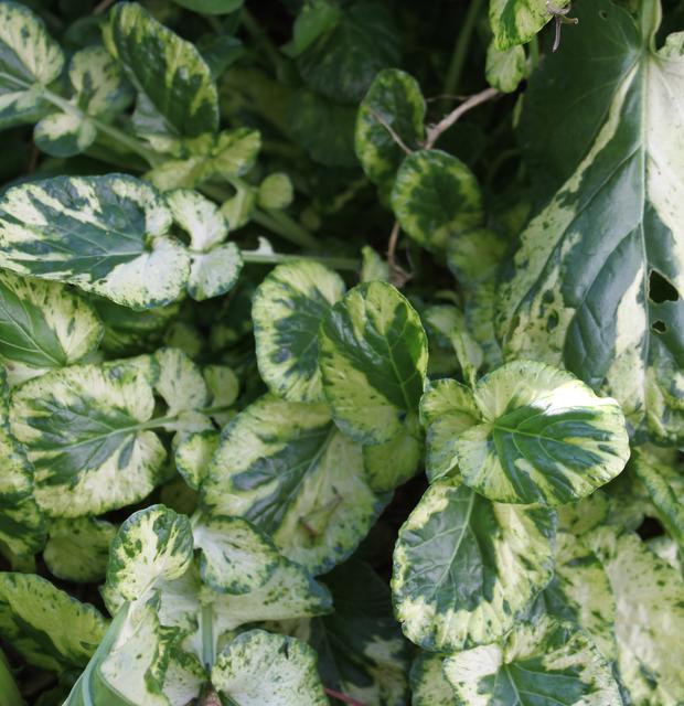 เครสใบด่าง - Variegated Cress