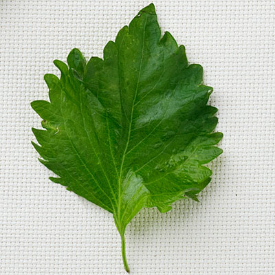 ชิโสะใบเขียว - Green Perilla (Shiso)