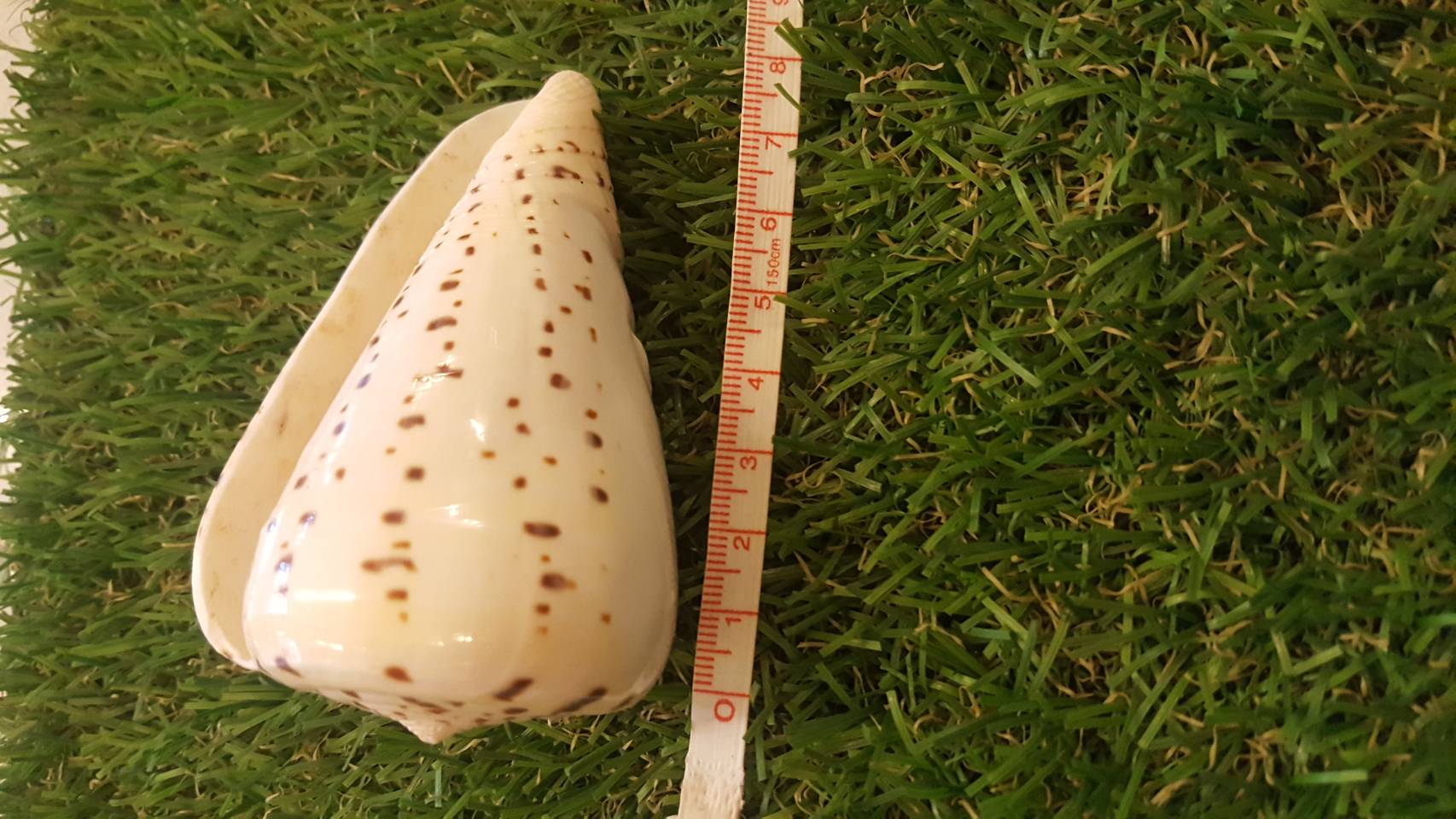 เปลือกหอยเต้าปูนแกะสลักลายโลมาคู่