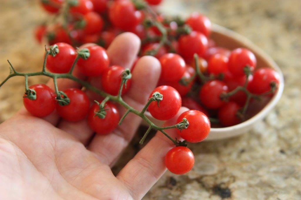 มะเขือเทศเชอรี่สีแดง - Small Red Cherry Tomato