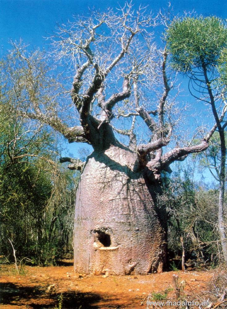 เบาบับ - Baobab (Adansonia)