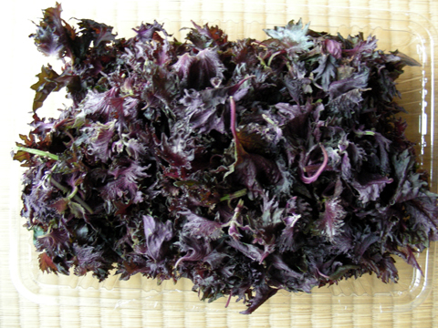 ชิโสะใบแดง - Red Perilla (Shiso)