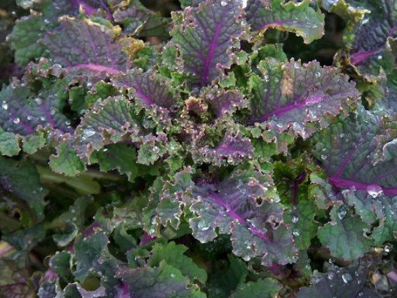 เคลลาซินาโต้เรนโบว์ - Lacinato Rainbow Kale