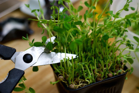 เครส - Cress