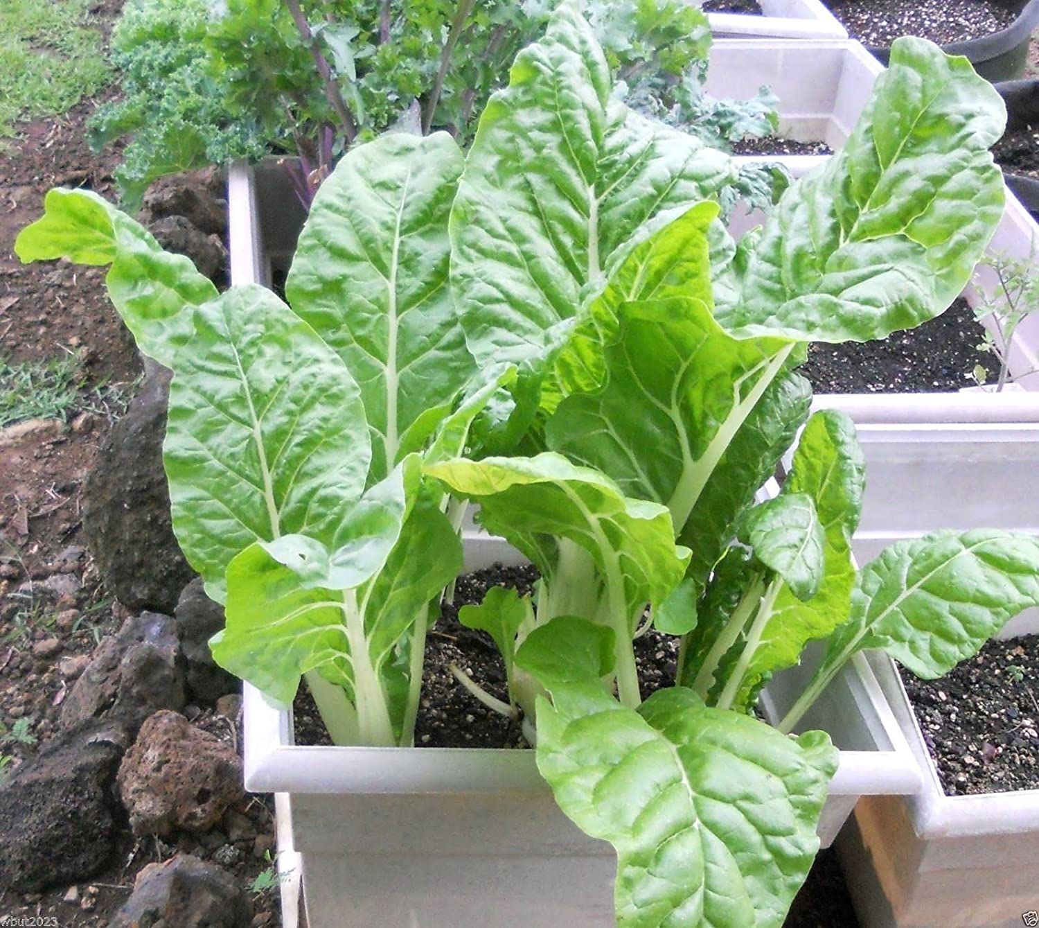 สวิสชาร์ดญี่ปุ่นอุไมนะ - Umaina Swiss Chard