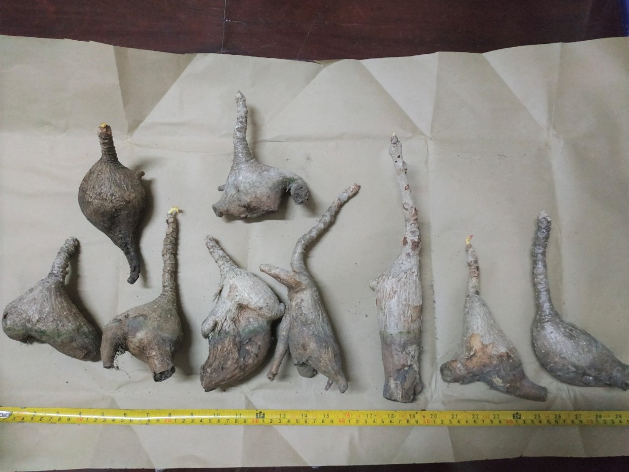 มะยมเงิน มะยมทอง - Phyllanthus mirabilis